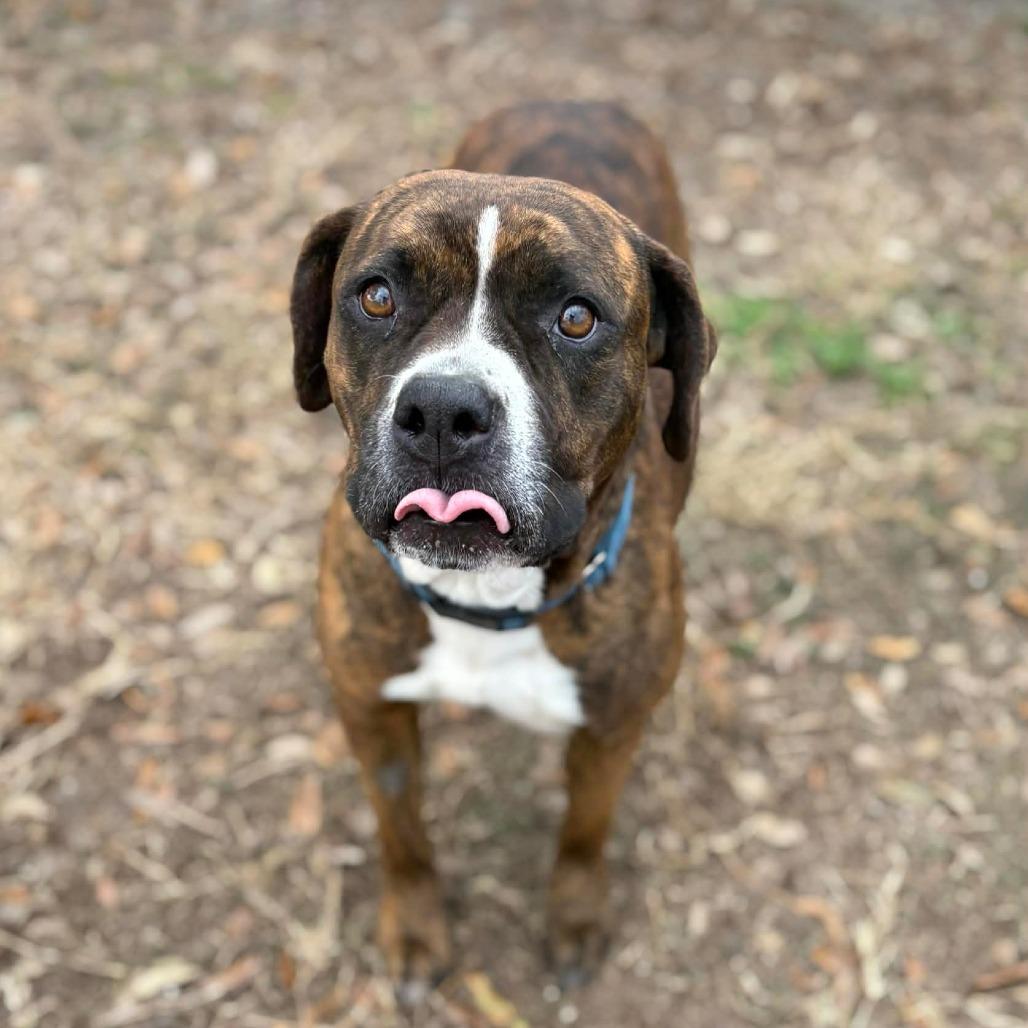 Enlarge Bren Bren, a Adoptable Pit Bull Terrier in Lake Panasoffkee, FL image 3/4