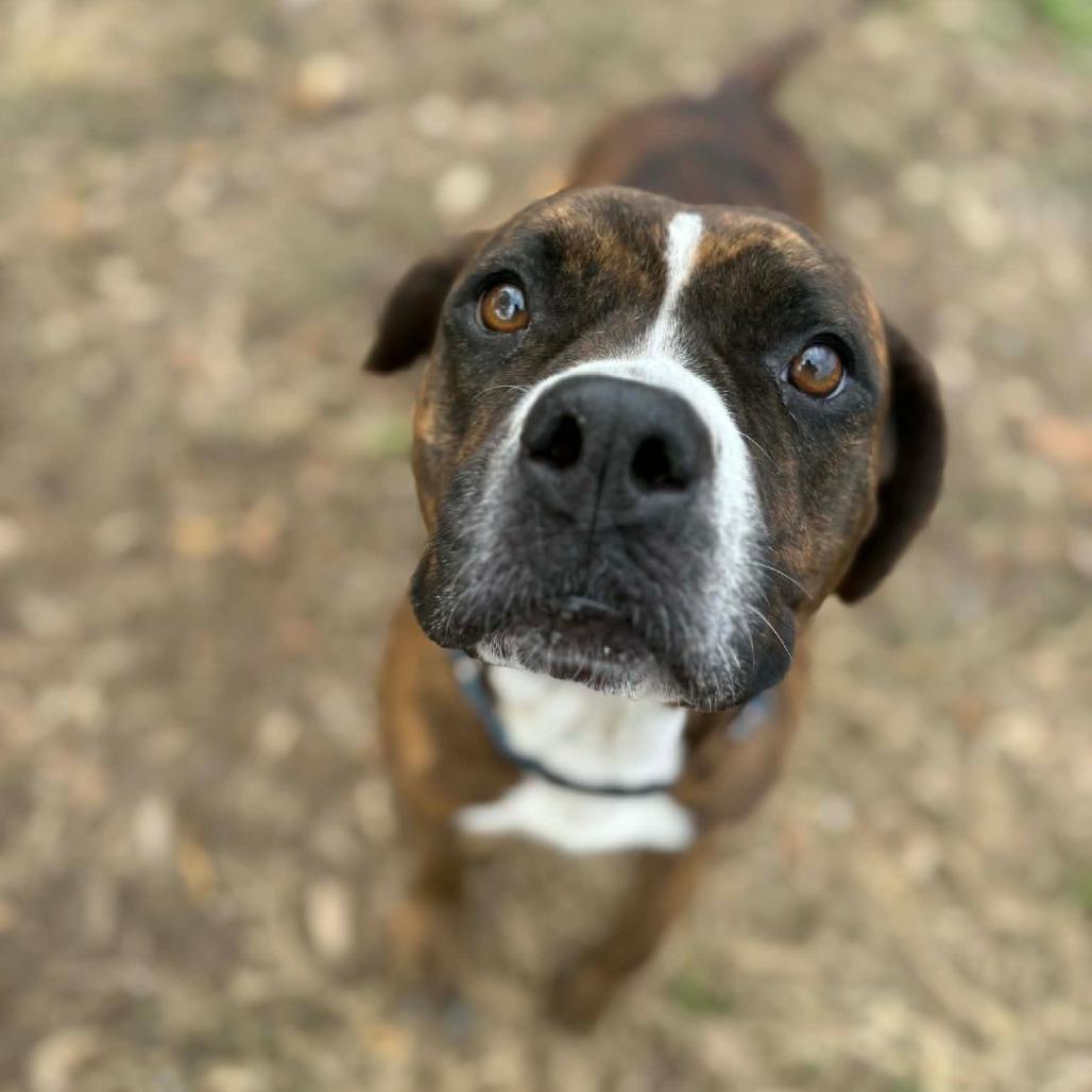 Enlarge Bren Bren, a Adoptable Pit Bull Terrier in Lake Panasoffkee, FL image 4/4