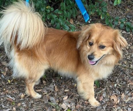 Enlarge MAX, an adopted mixed breed in Bell Gardens, CA image 2/6