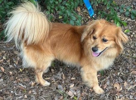 Enlarge MAX, an adopted mixed breed in Bell Gardens, CA image 4/6