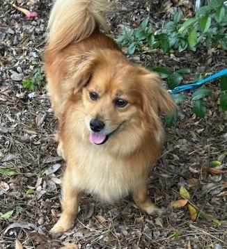 Enlarge MAX, an adopted mixed breed in Bell Gardens, CA image 5/6