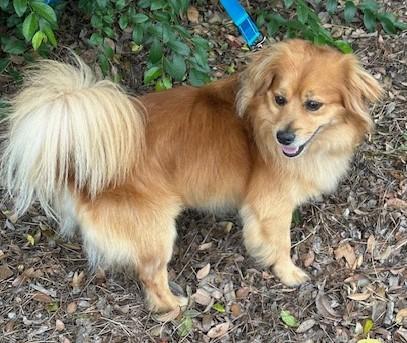 MAX, adopted, Young Male Papillon.