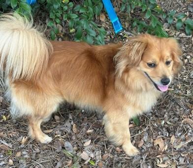 Enlarge MAX, an adopted mixed breed in Bell Gardens, CA image 3/6