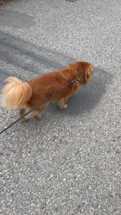 Enlarge MAX, an adopted mixed breed in Bell Gardens, CA video 6/6