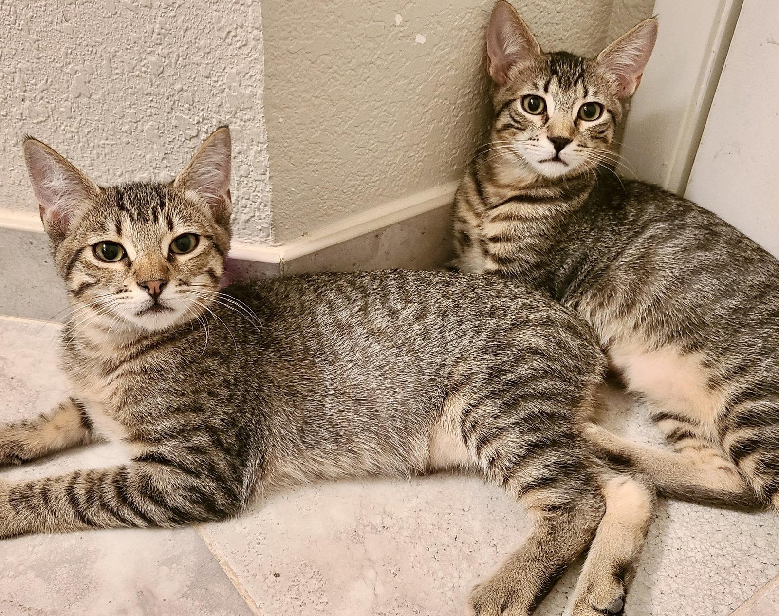 Aspen, Adoptable, Adult Male Abyssinian.