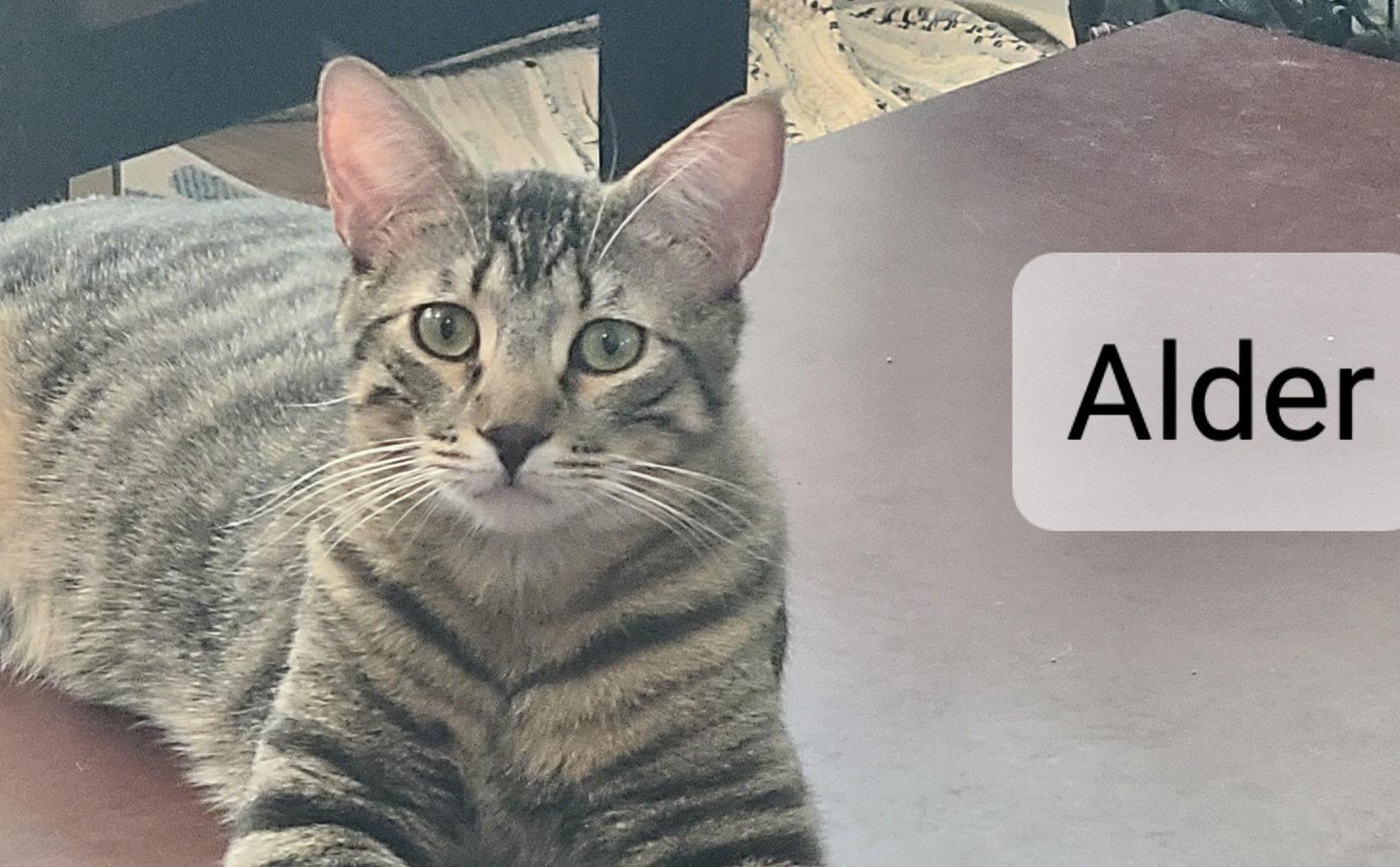 Aspen, a Adoptable Abyssinian in Antioch, CA image 3/3