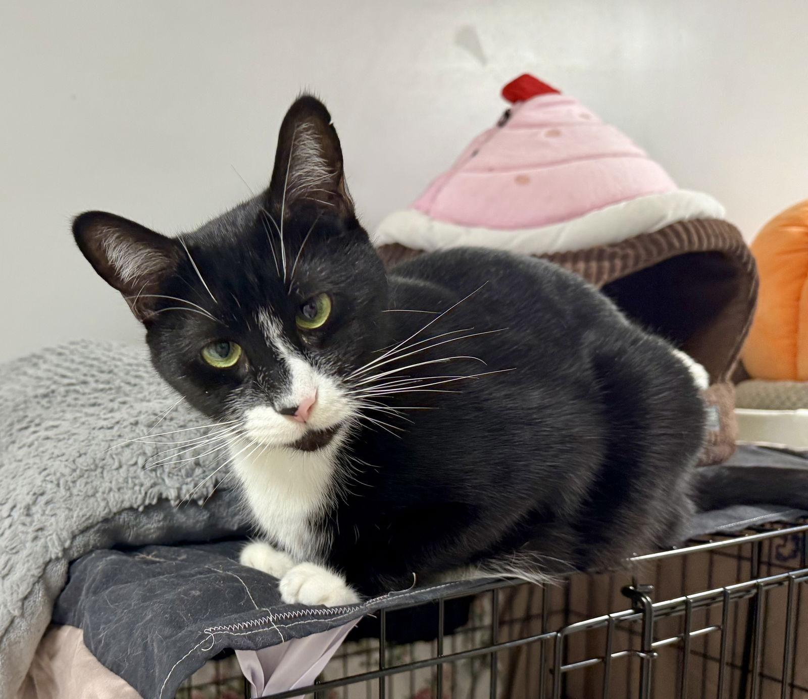 Enlarge Junior NC, a Adoptable Domestic Short Hair in Satellite Beach, FL image 1/2