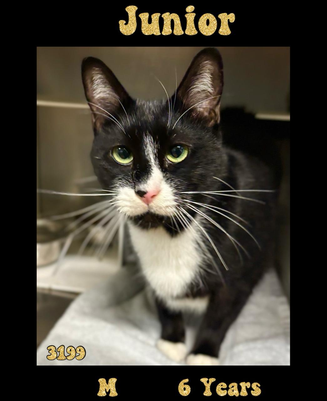 Enlarge Junior NC, a Adoptable Domestic Short Hair in Satellite Beach, FL image 2/2