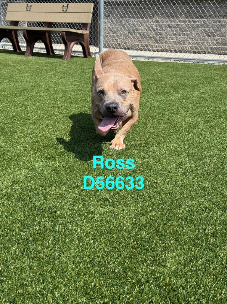 Ross, Adoptable, Young Male Mixed Breed.