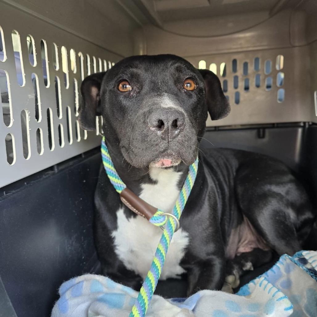 Amara, Adoptable, Adult Female Mixed Breed.