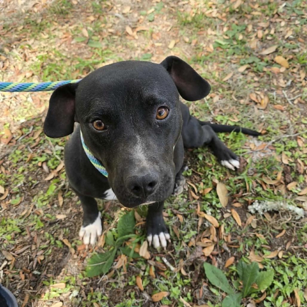 Amara, a Adoptable Mixed Breed in Williston, FL image 2/2