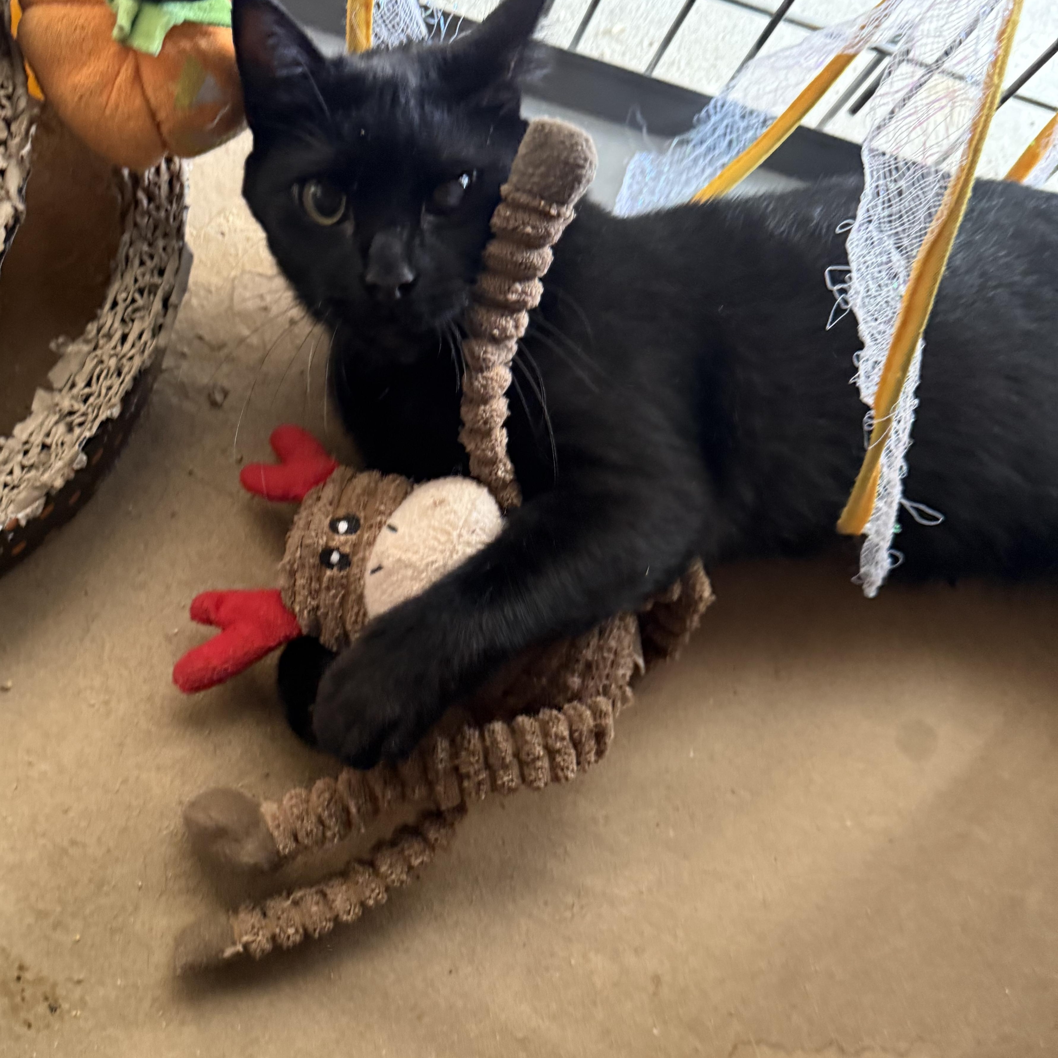 Hazel, Adoptable, Young Female American Shorthair.