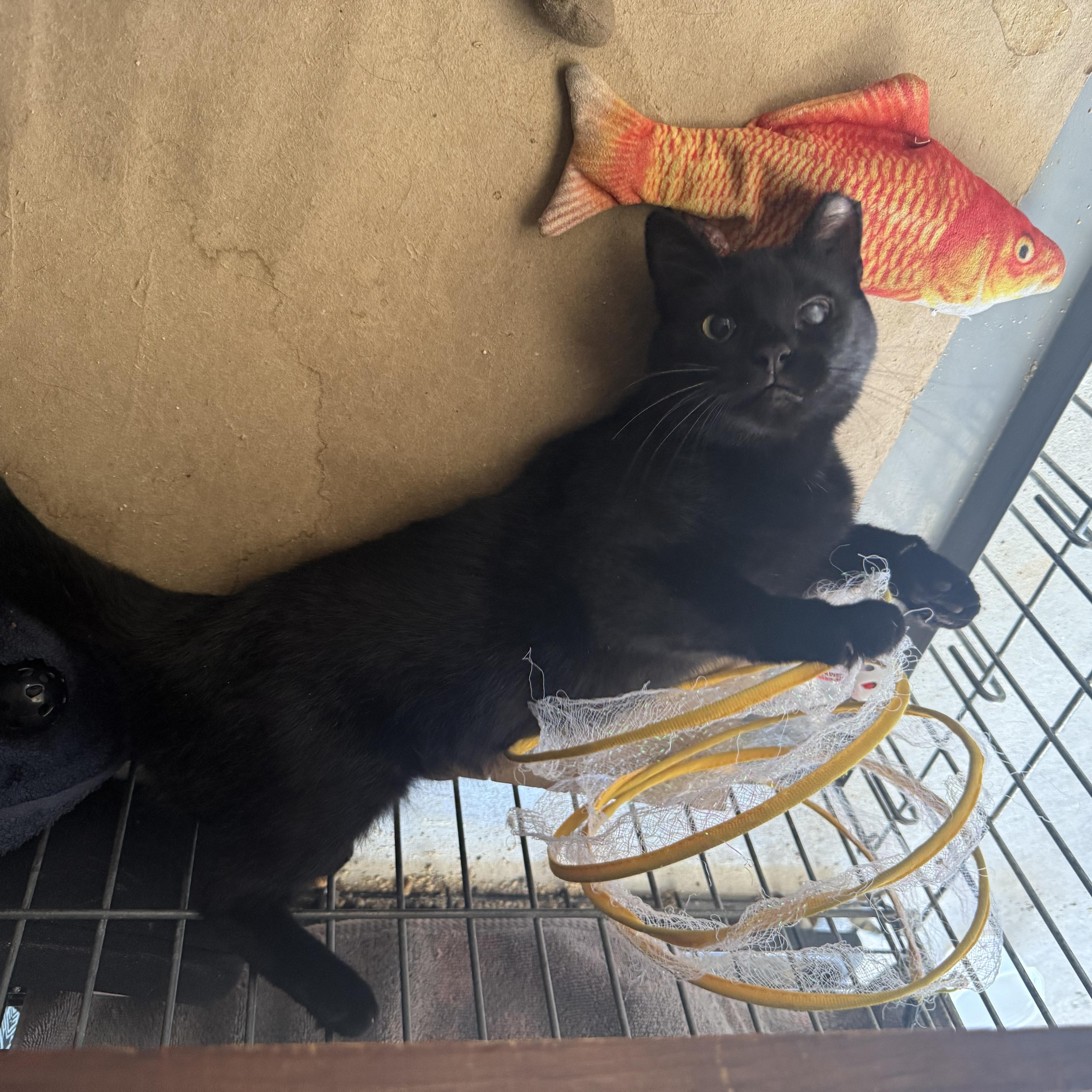 Enlarge Hazel, a Adoptable mixed breed in Troy, OH image 2/6