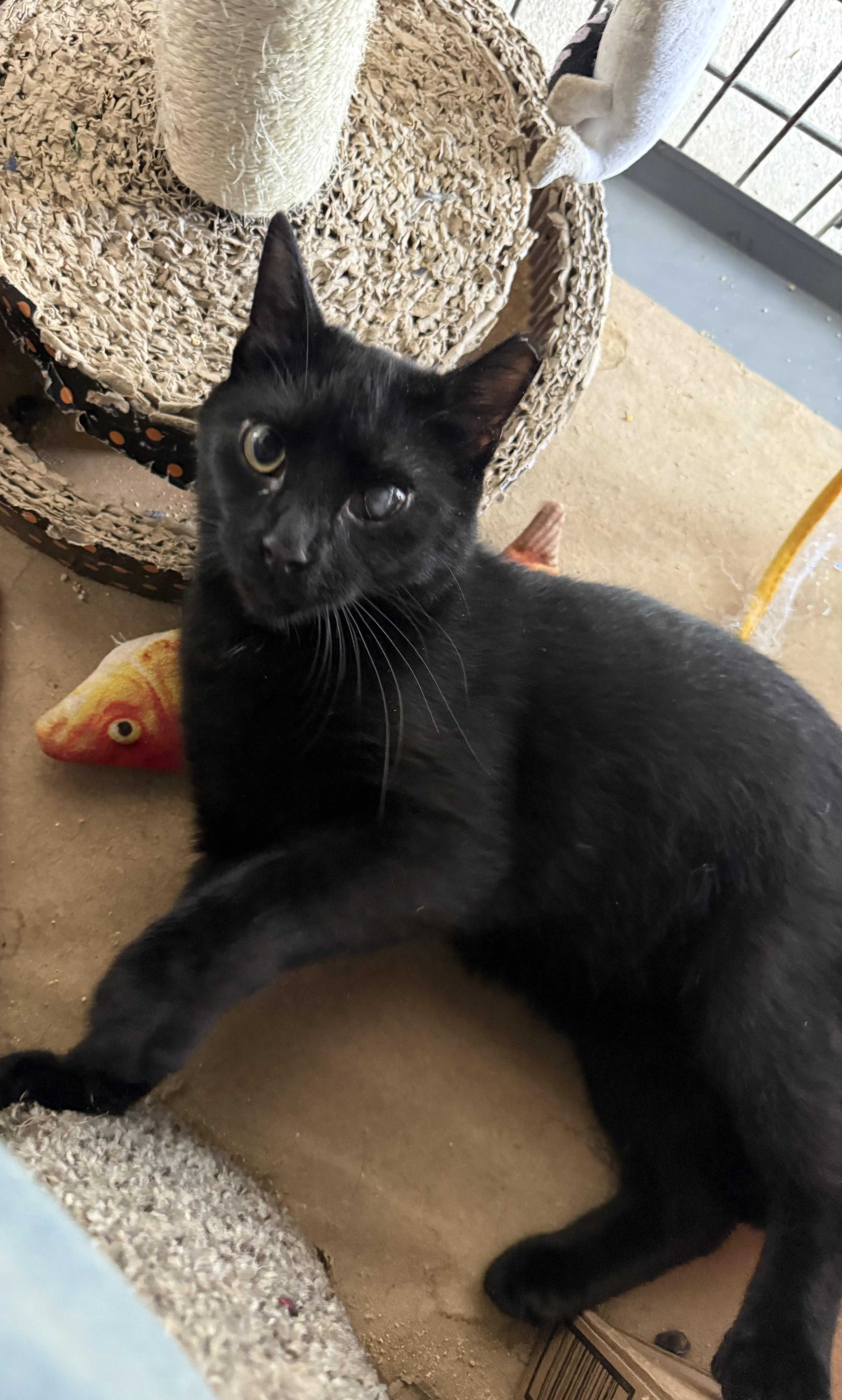 Enlarge Hazel, a Adoptable mixed breed in Troy, OH image 6/6