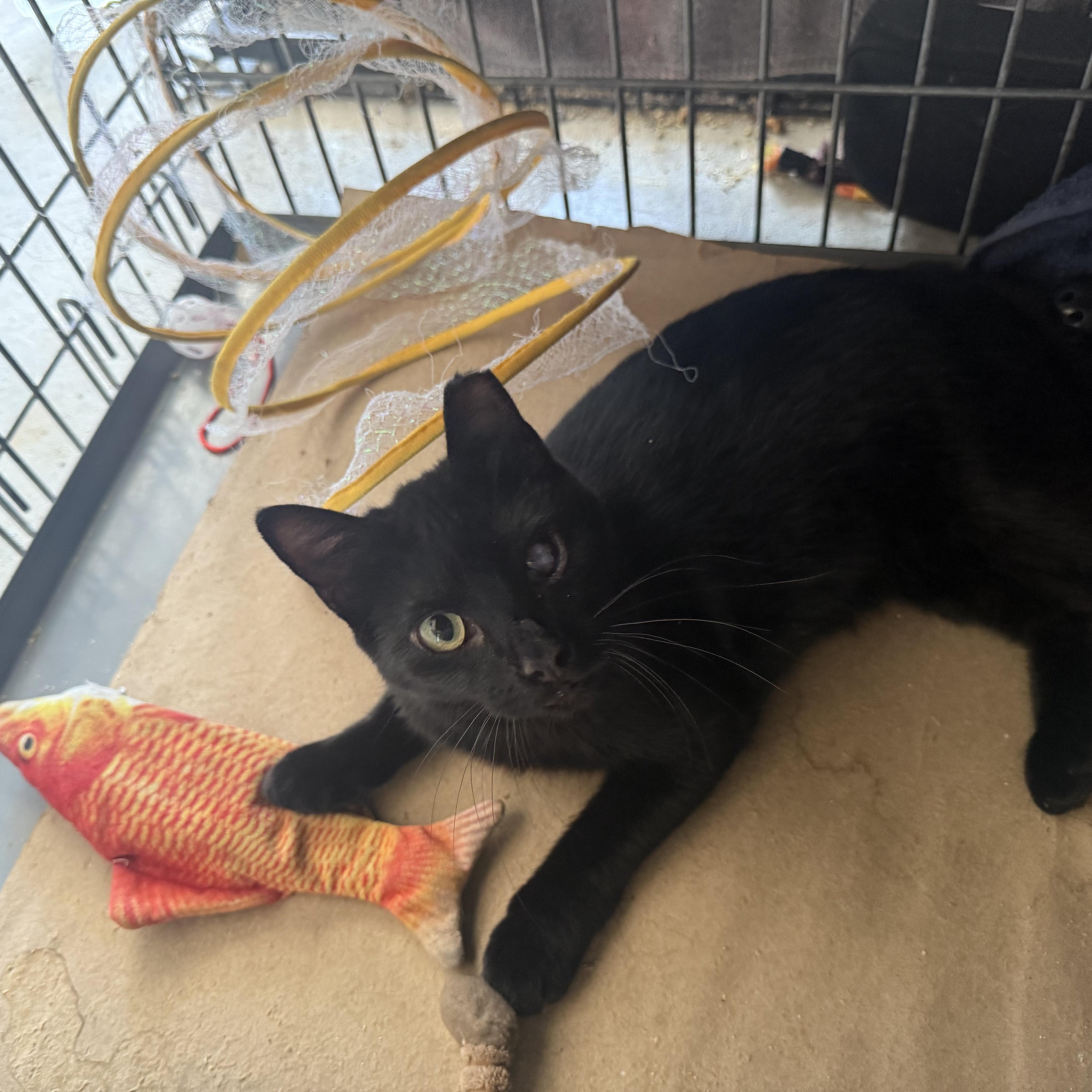 Enlarge Hazel, a Adoptable mixed breed in Troy, OH image 3/6