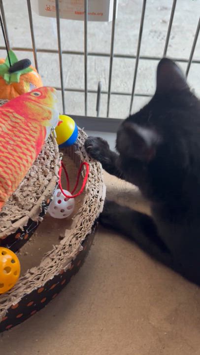 Enlarge Hazel, a Adoptable mixed breed in Troy, OH video 4/6