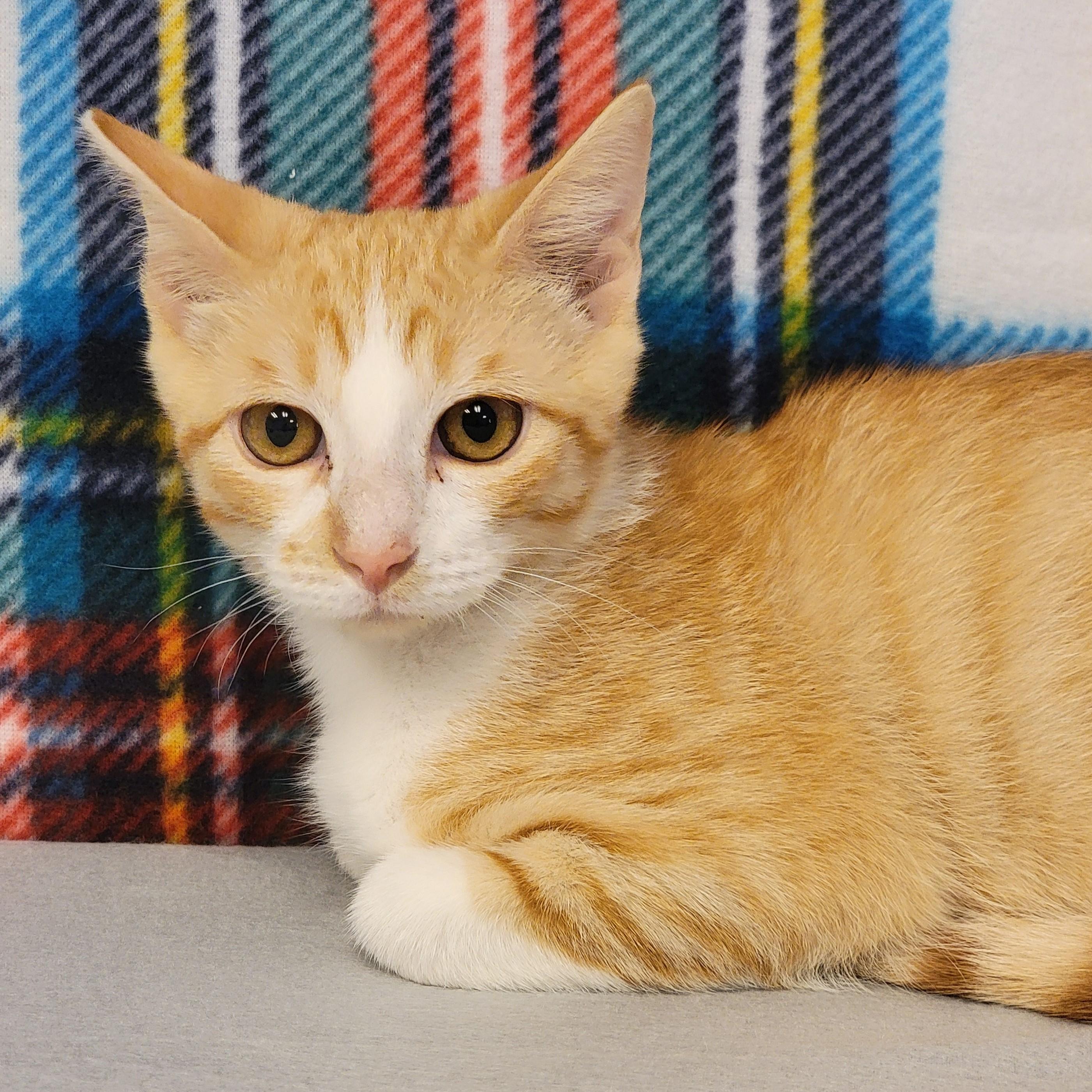 Darwin, an adoptable Domestic Short Hair in ALPINE, TX, 79830 | Photo Image 5