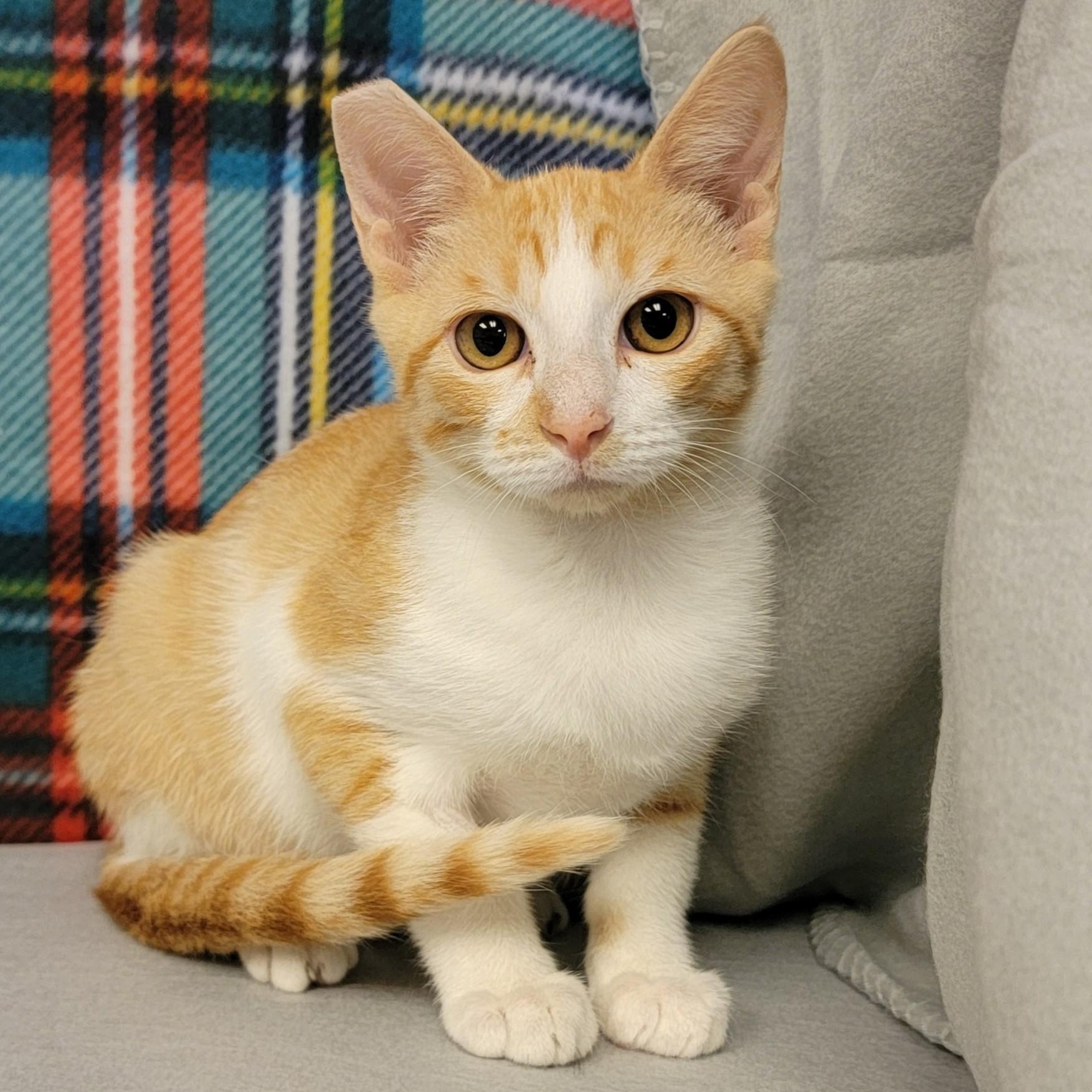 Darwin, an adoptable Domestic Short Hair in ALPINE, TX, 79830 | Photo Image 1
