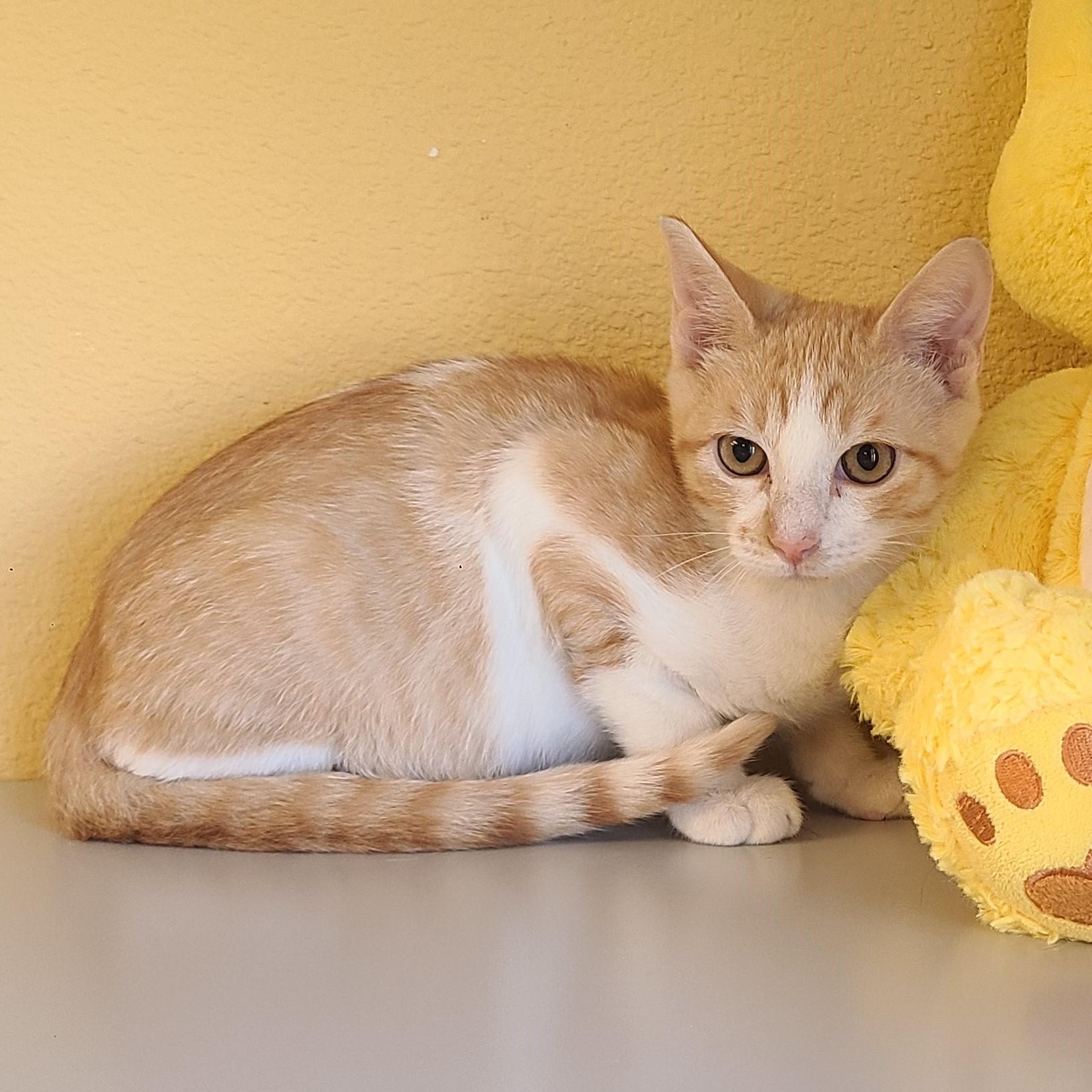 Darwin, an adoptable Domestic Short Hair in ALPINE, TX, 79830 | Photo Image 2