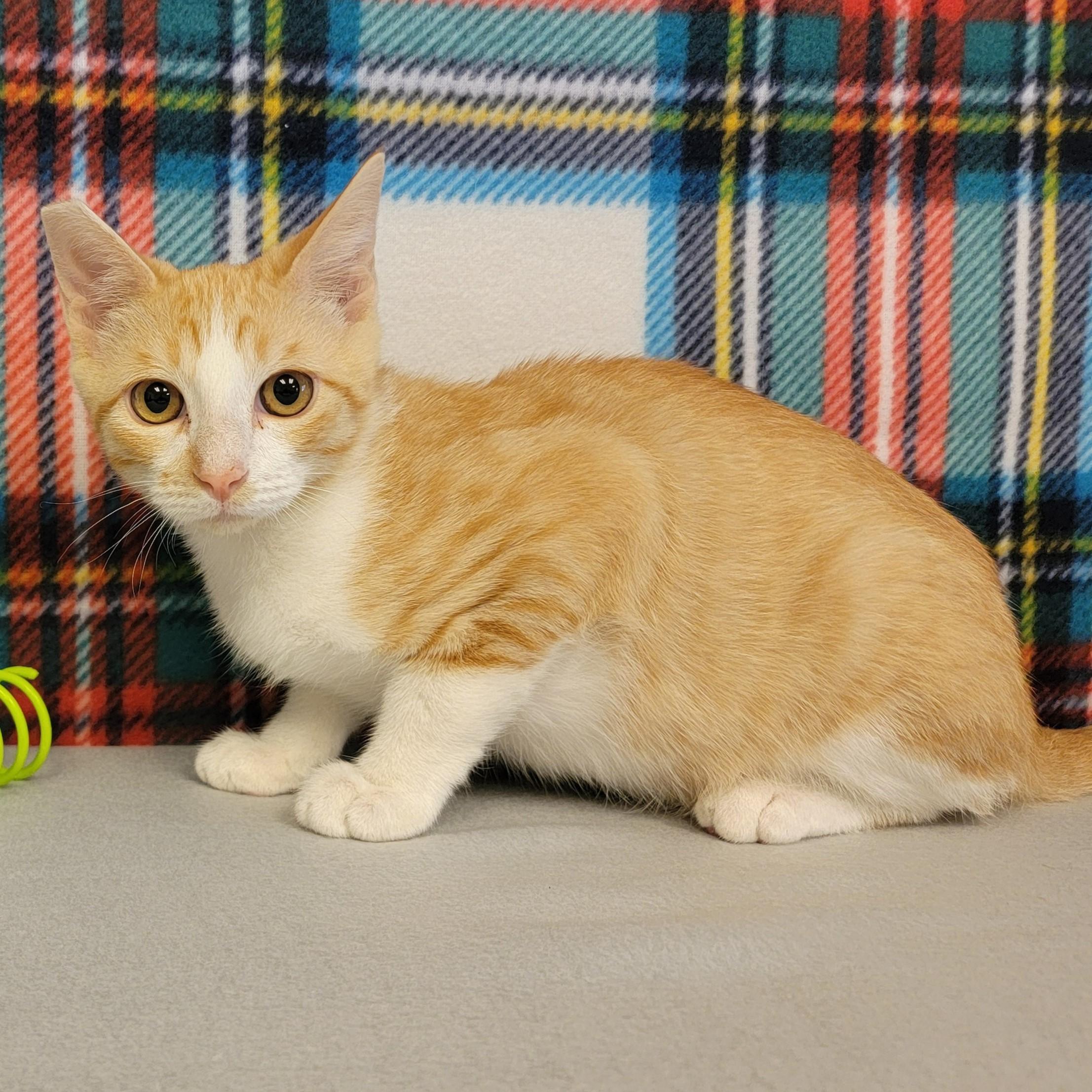Darwin, an adoptable Domestic Short Hair in ALPINE, TX, 79830 | Photo Image 6