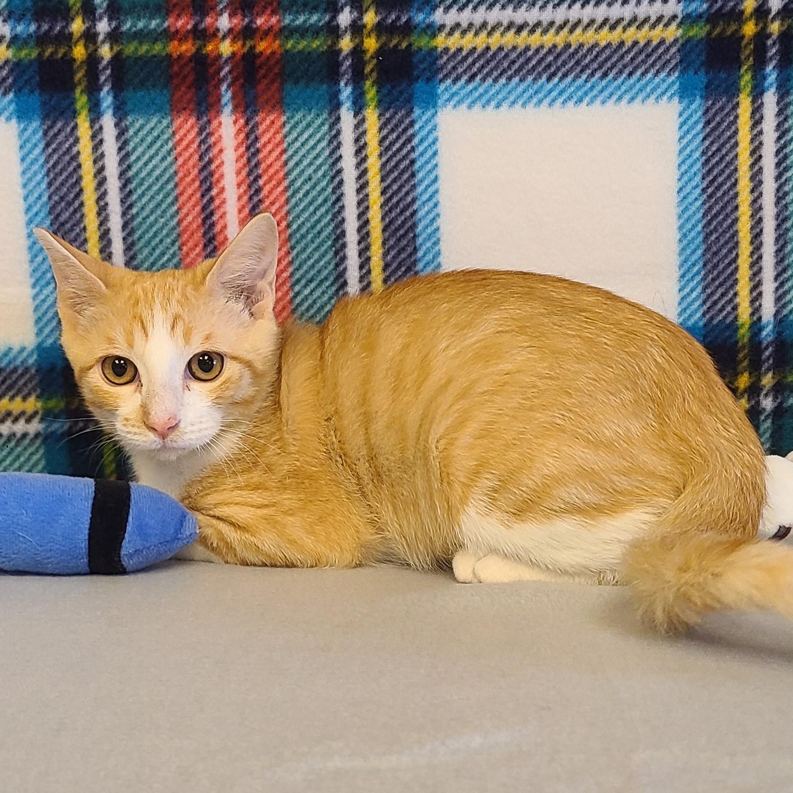 Darwin, an adoptable Domestic Short Hair in ALPINE, TX, 79830 | Photo Image 3