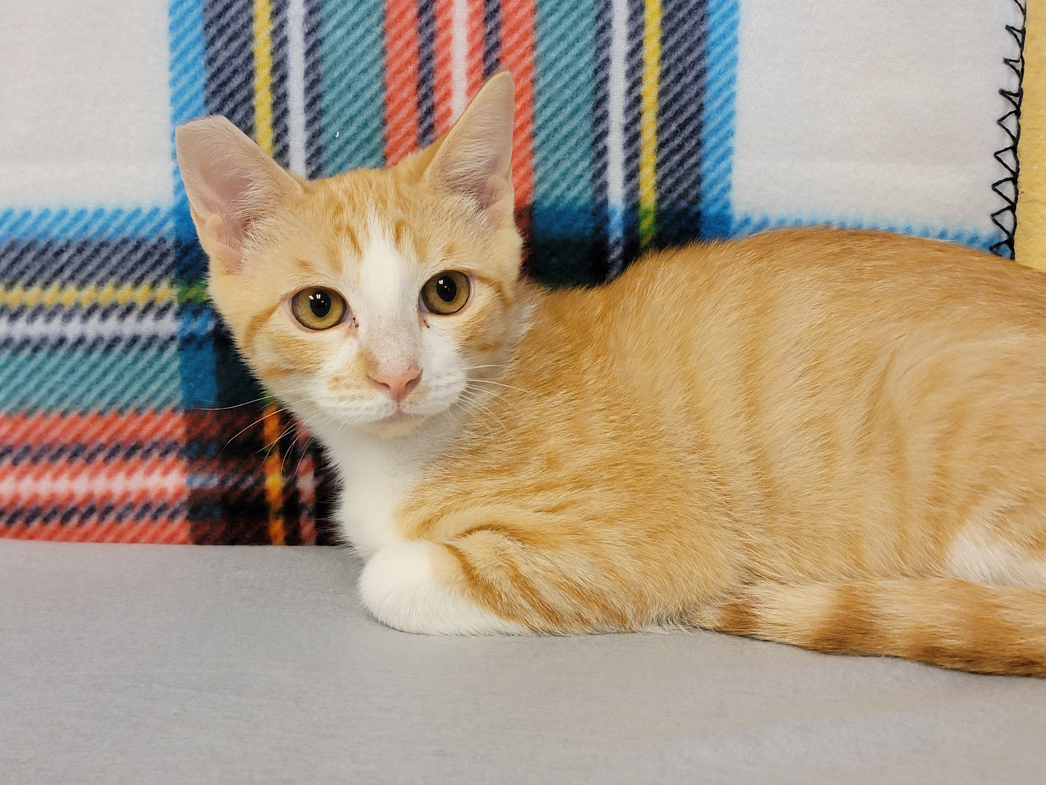 Darwin, an adoptable Domestic Short Hair in ALPINE, TX, 79830 | Photo Image 4