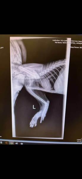 Lady Bug, Adoptable, Young Female Domestic Short Hair.