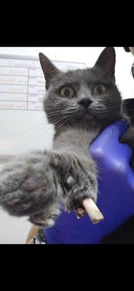 Enlarge Lady Bug, a Adoptable mixed breed in San Jacinto, CA image 2/5
