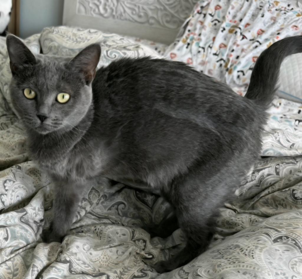 Lady Bug, a Adoptable mixed breed in San Jacinto, CA image 1/5