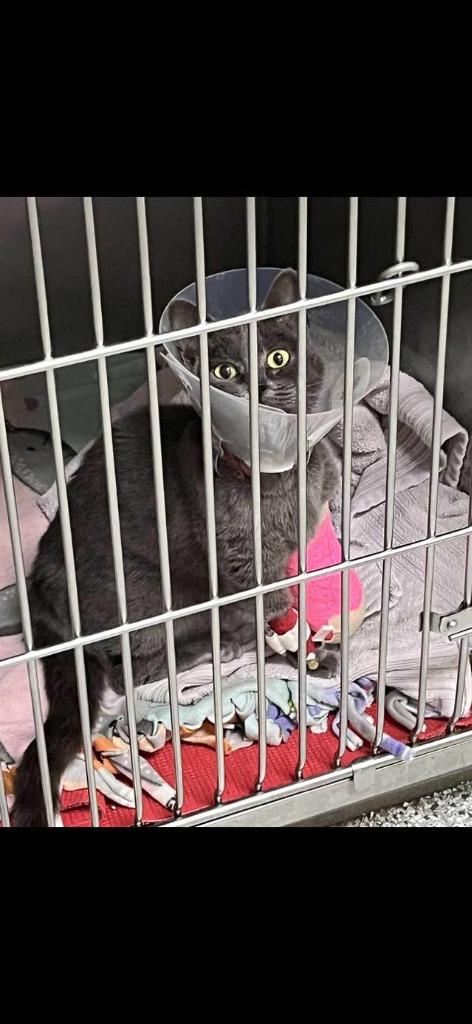 Lady Bug, a Adoptable mixed breed in San Jacinto, CA image 2/5