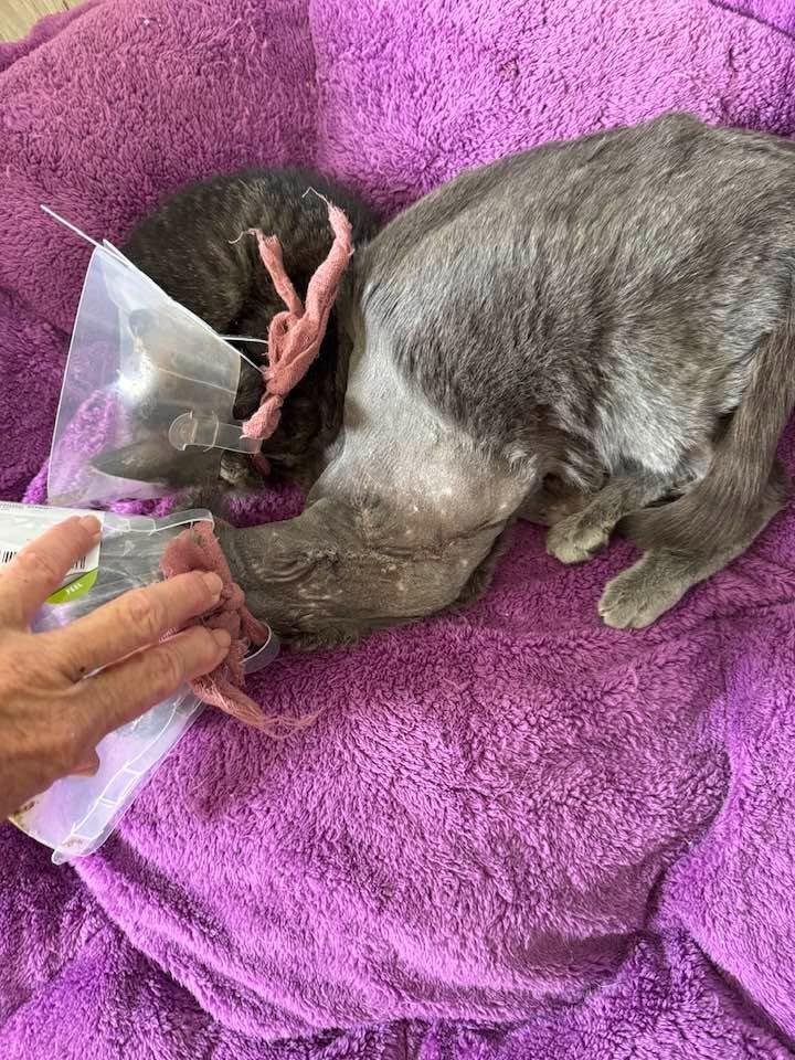 Lady Bug, a Adoptable mixed breed in San Jacinto, CA image 5/5