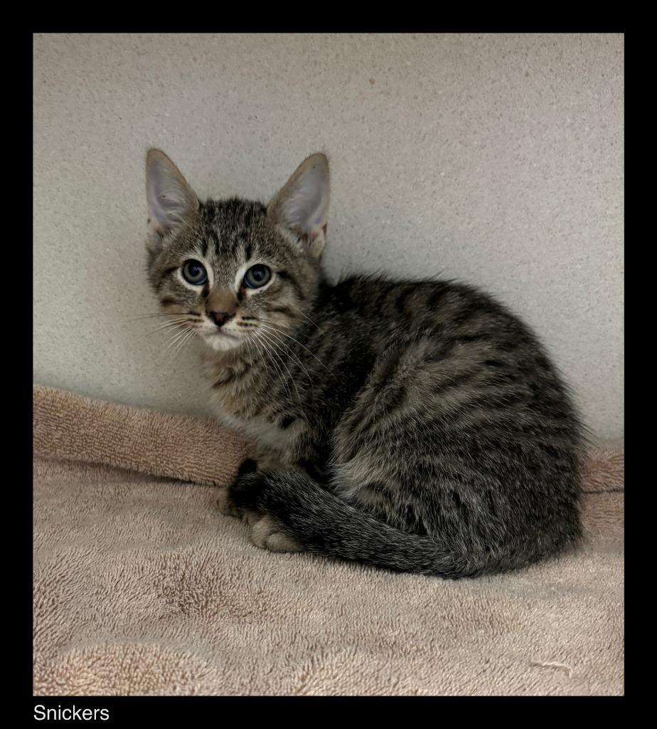Snickers, Adopted, Kitten Male Domestic Short Hair.