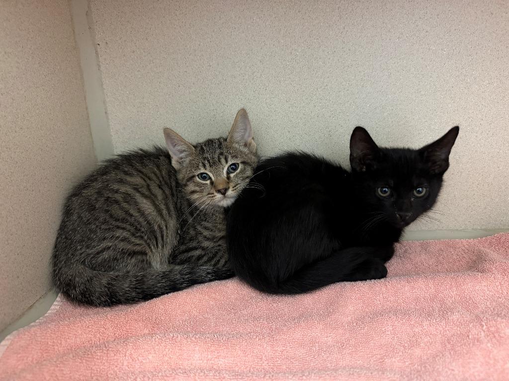 Enlarge Snickers, a Adopted mixed breed in Chino Valley, AZ image 2/2