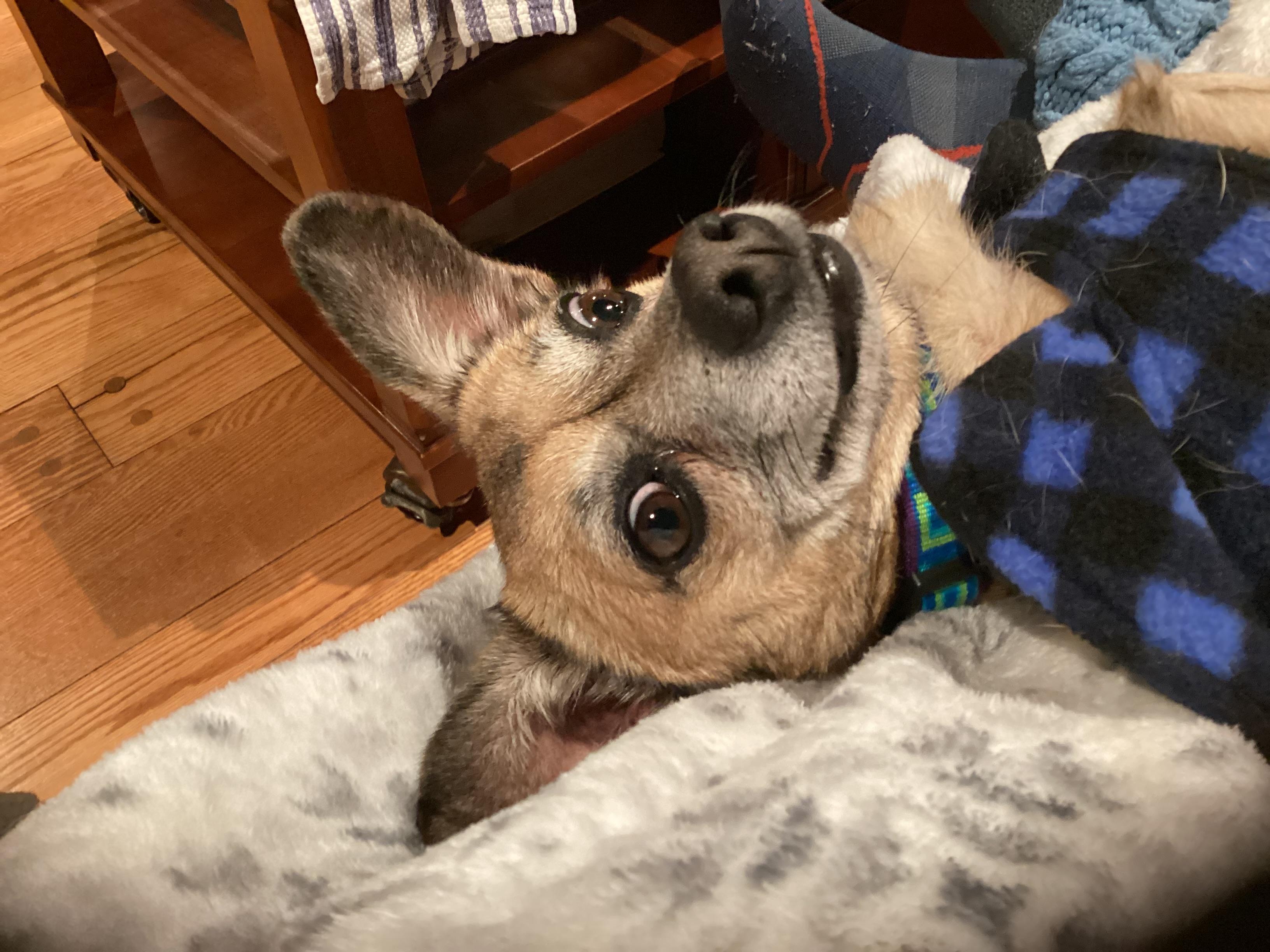 Enlarge Stella, a ADOPTABLE mixed breed in Newtown, CT image 1/6