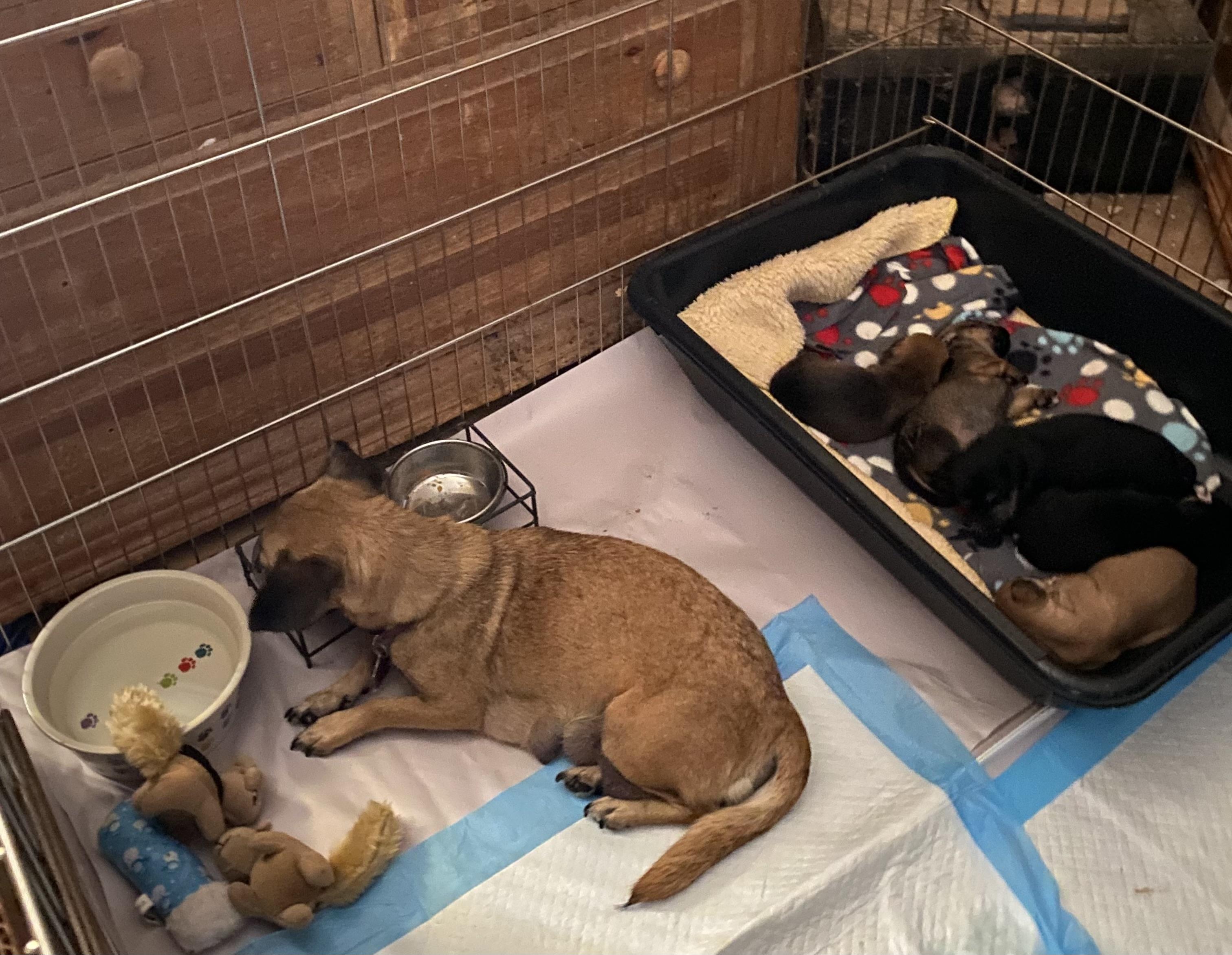 Enlarge Stella, a ADOPTABLE mixed breed in Newtown, CT image 5/5