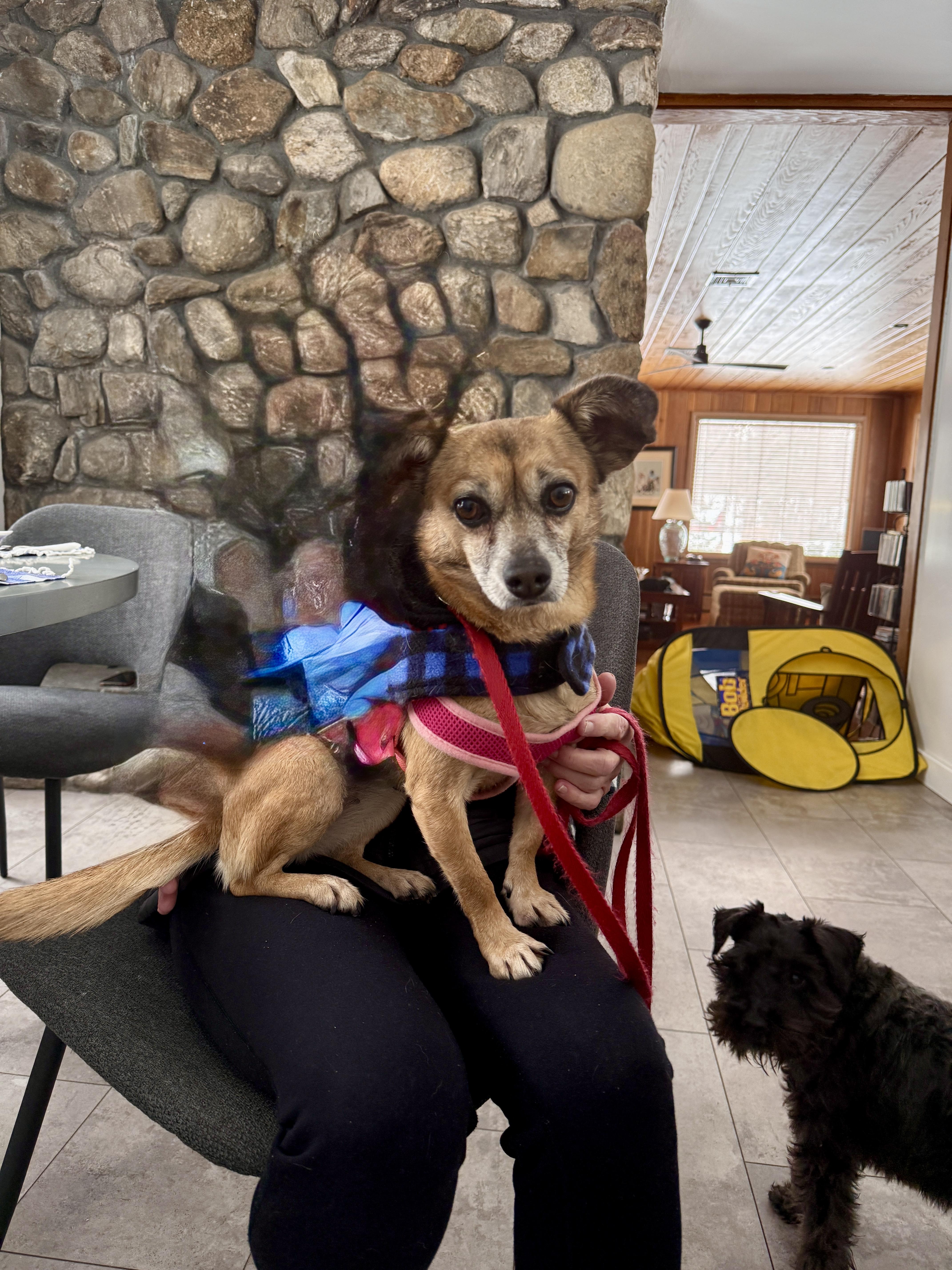 Enlarge Stella, a ADOPTABLE mixed breed in Newtown, CT image 5/6