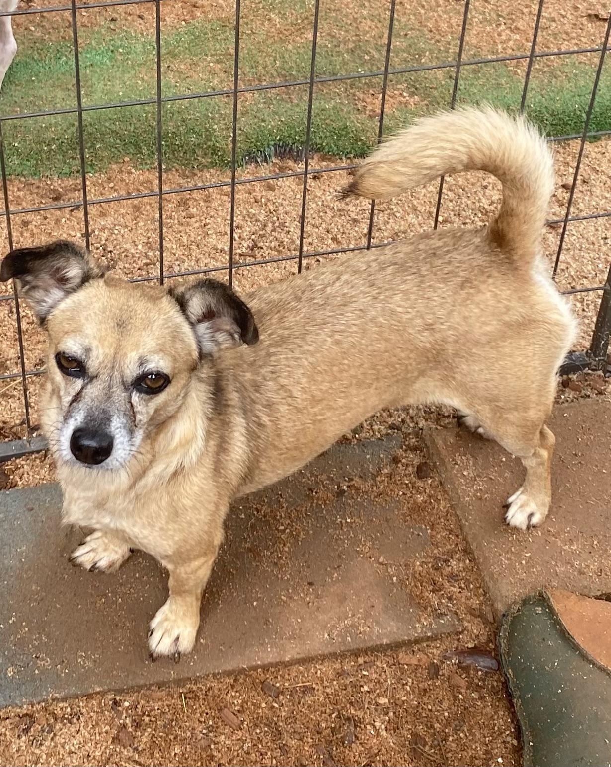 Enlarge Stella, a ADOPTABLE mixed breed in Newtown, CT image 1/5