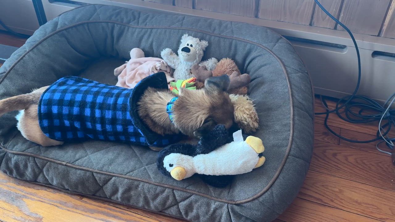 Enlarge Stella, a ADOPTABLE mixed breed in Newtown, CT video 6/6