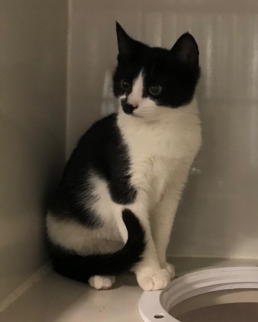 Enlarge Berty, a Adoptable Domestic Short Hair in Arthurette, NB image 1/1