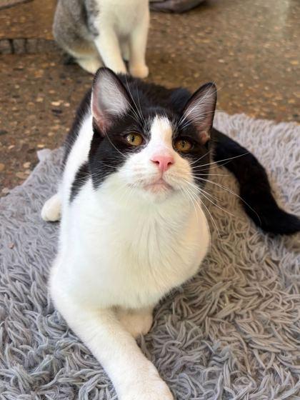 Dandi, Adoptable, Kitten Female Domestic Short Hair & Domestic Short Hair.