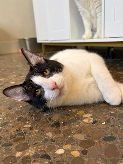 Enlarge Dandi, a Adoptable Domestic Short Hair in Louisville, KY image 2/3