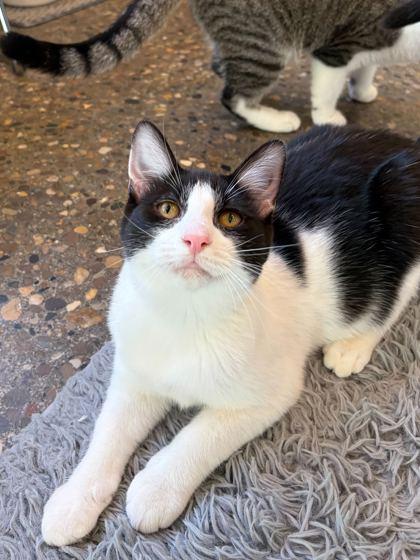 Enlarge Dandi, a Adoptable Domestic Short Hair in Louisville, KY image 3/3