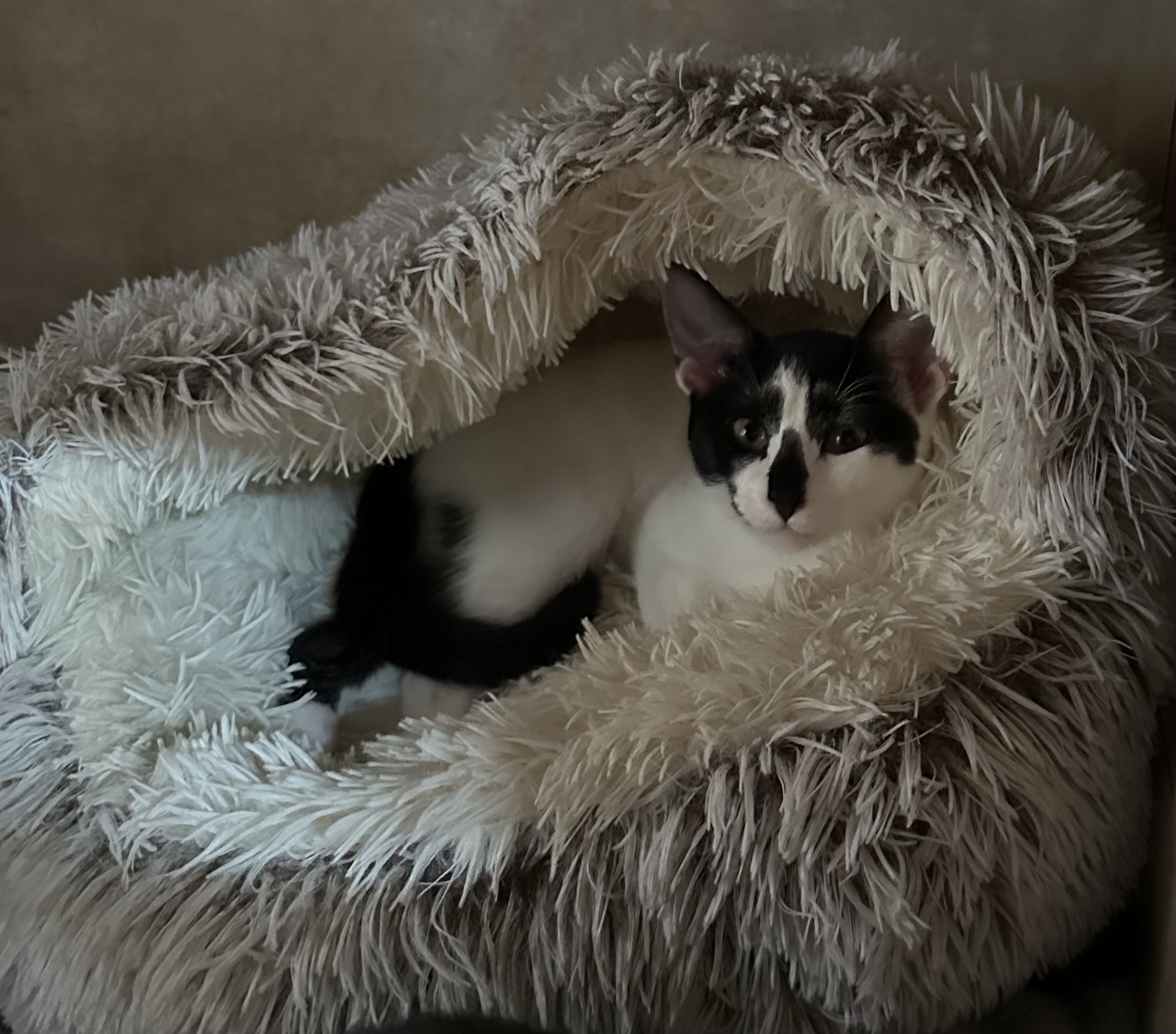 "Cowie", a Adopted American Shorthair in Tampa, FL image 1/6