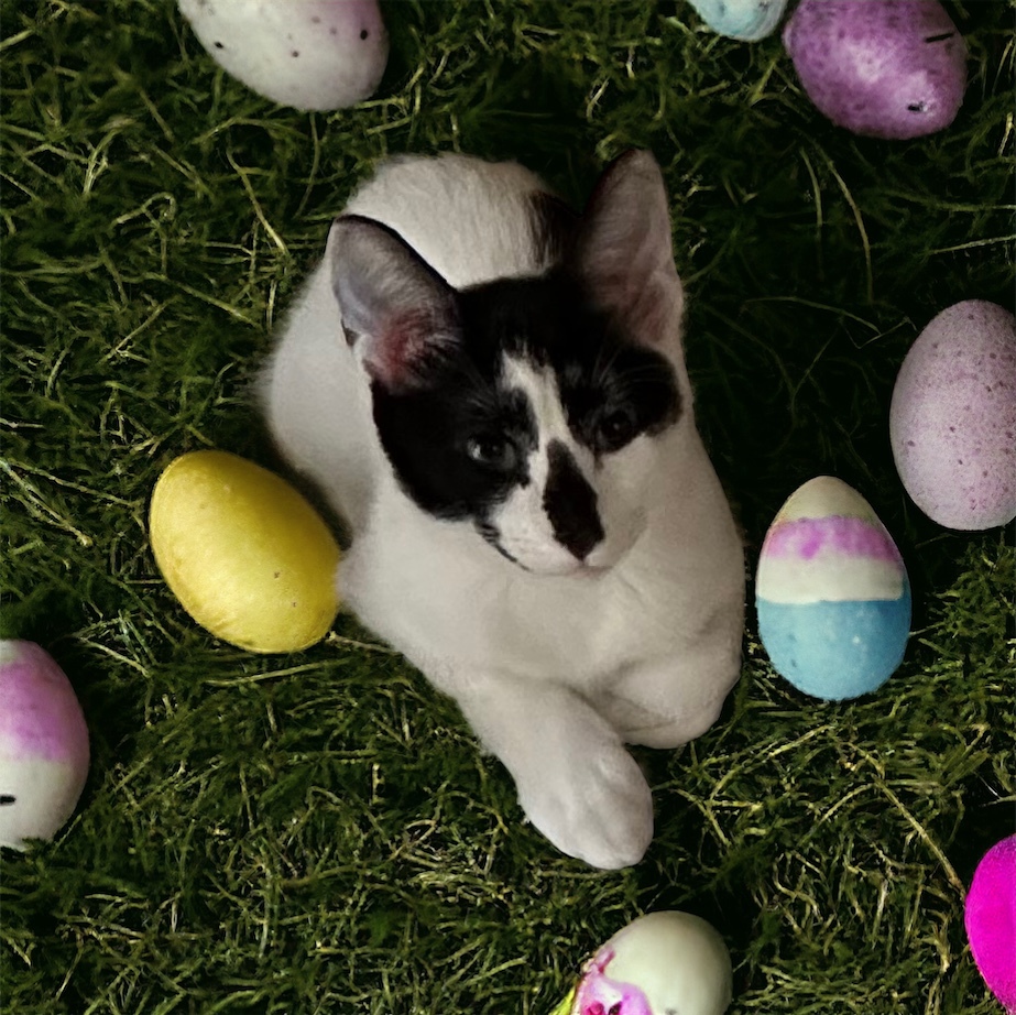 "Cowie", a Adopted American Shorthair in Tampa, FL image 2/6