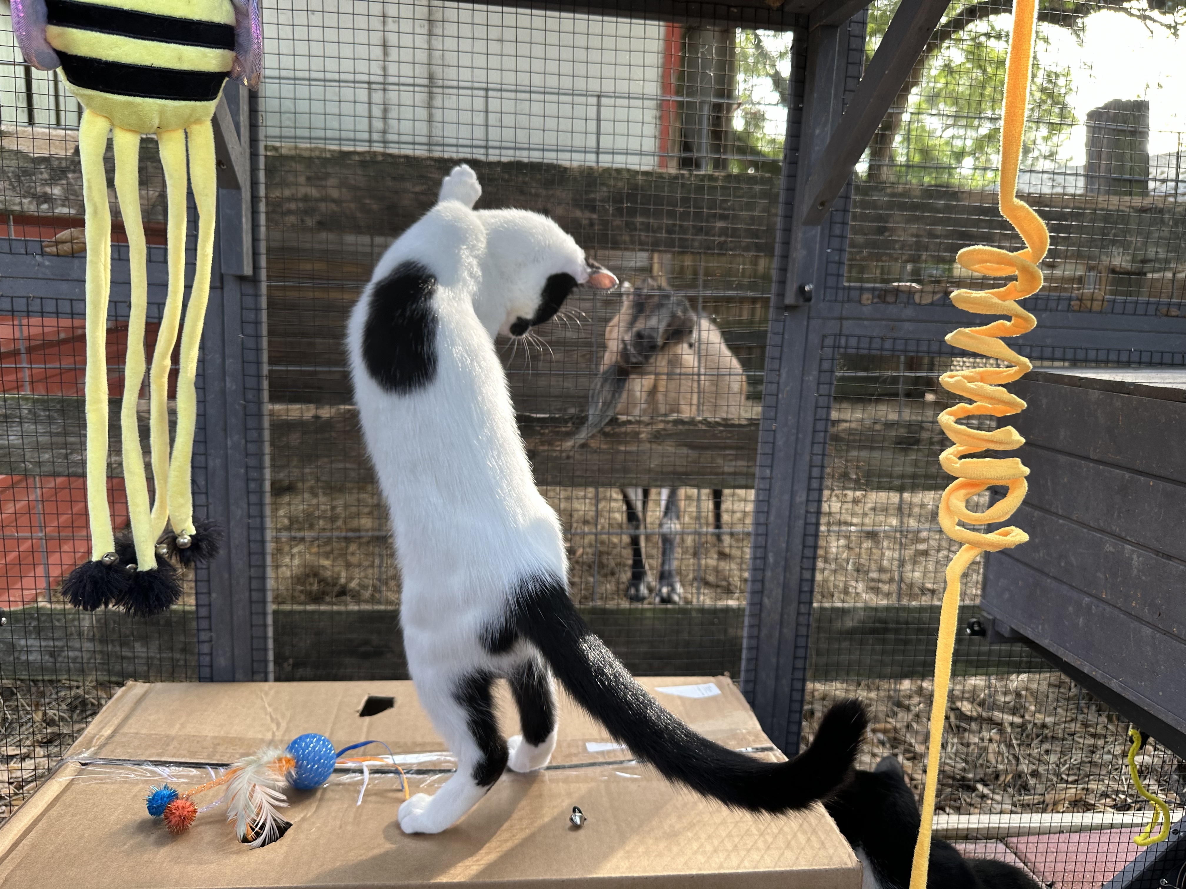 "Cowie", a Adopted American Shorthair in Tampa, FL image 3/6