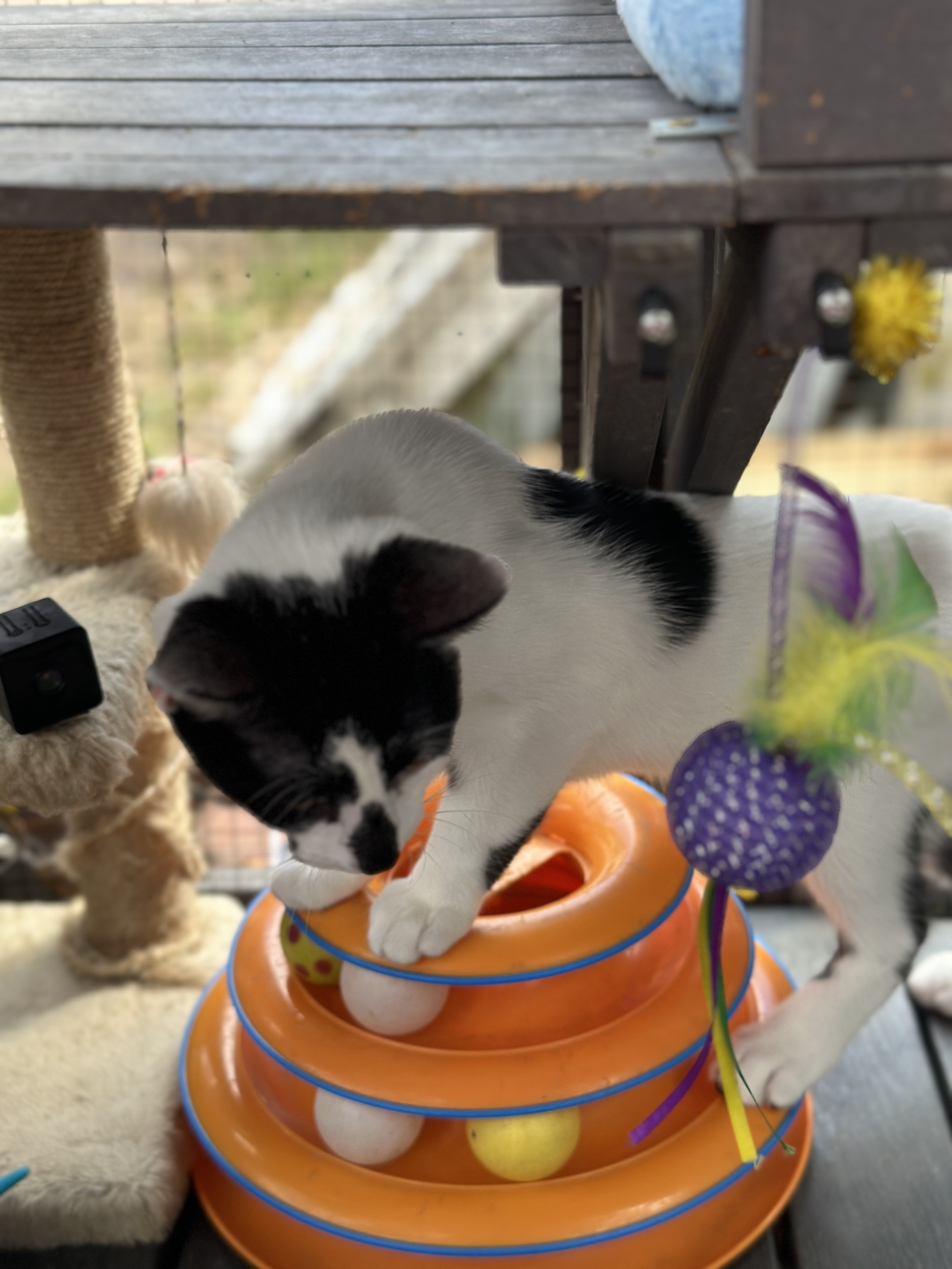 "Cowie", a Adopted American Shorthair in Tampa, FL image 4/6