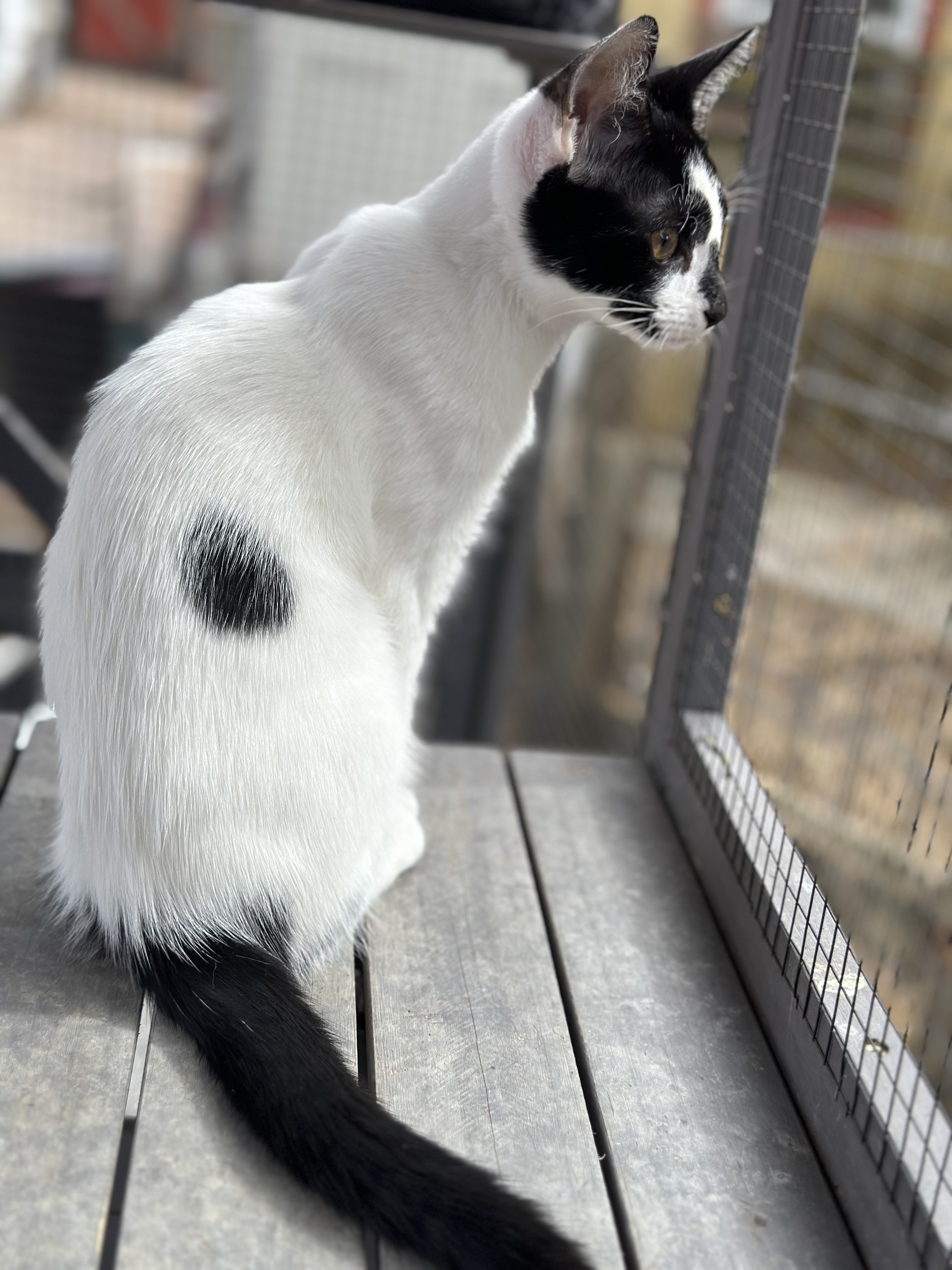 "Cowie", a Adopted American Shorthair in Tampa, FL image 5/6