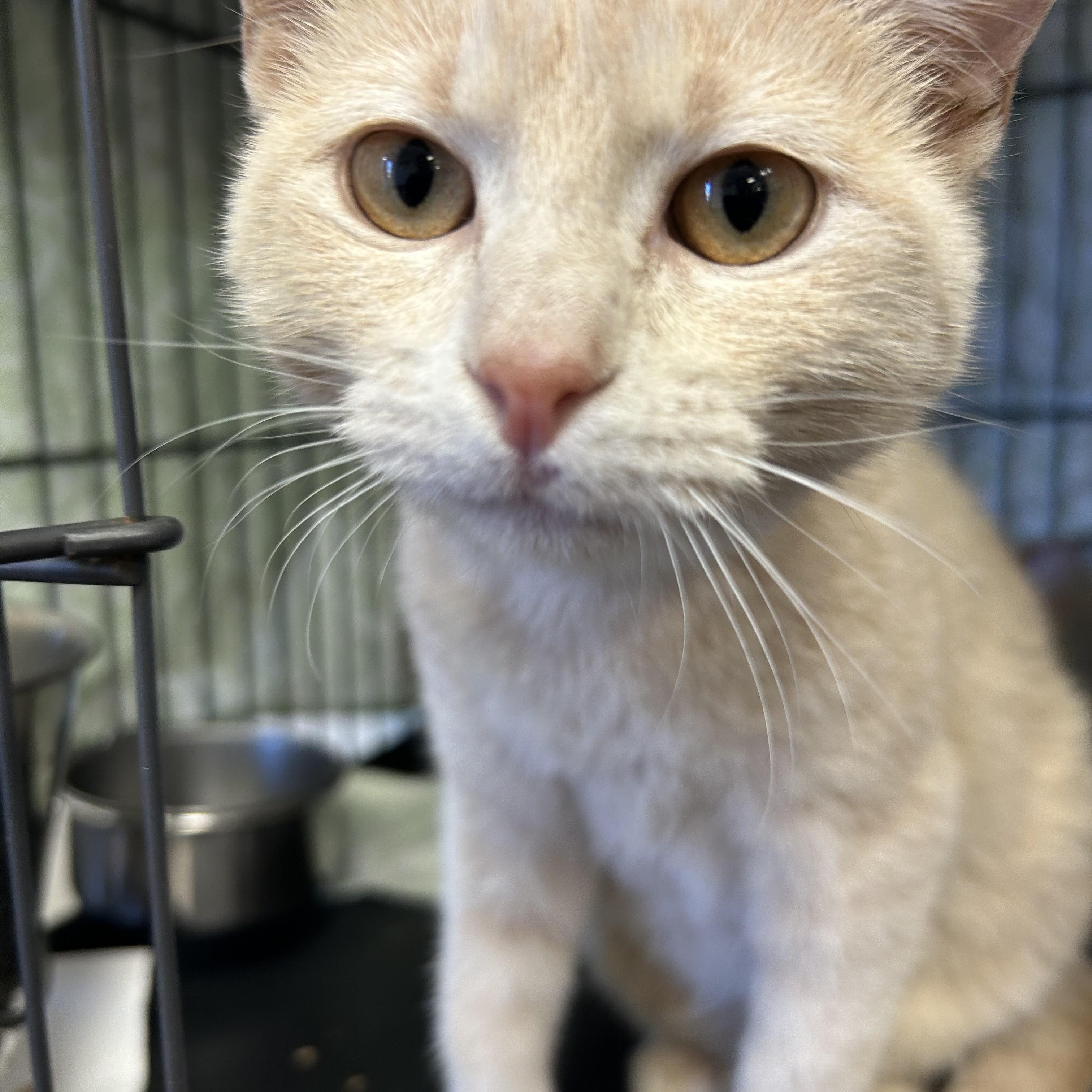 Enlarge Merry, a ADOPTABLE Domestic Short Hair in Saint Charles, MO image 1/1