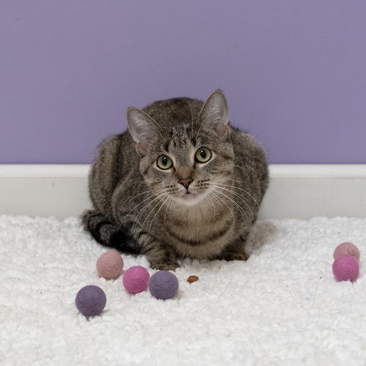 Warrena, Adoptable, Adult Female Domestic Short Hair.