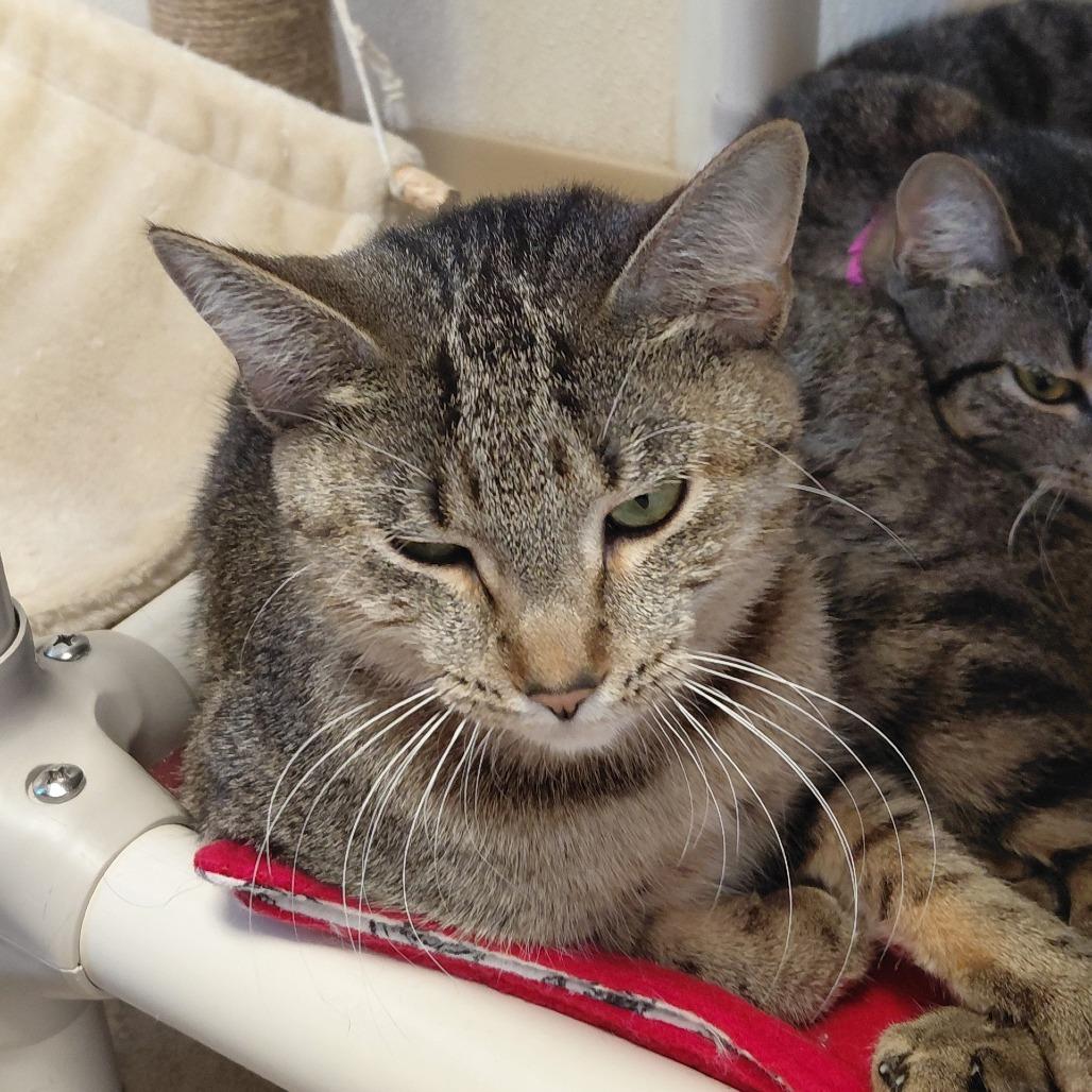 Enlarge Warrena, a Adoptable Domestic Short Hair in Pekin, IL image 2/6